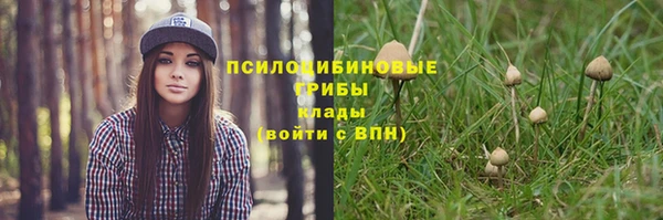 прущие грибы Богородицк